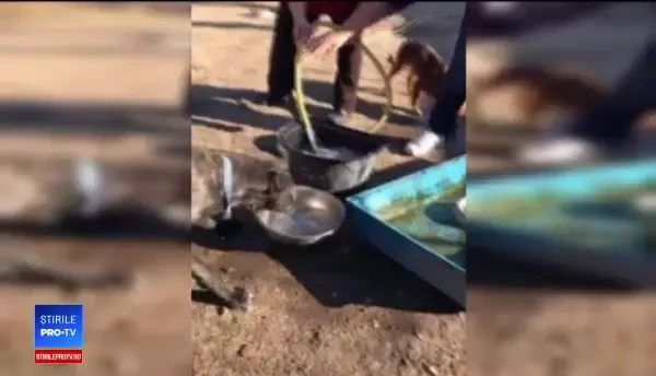 Câini ținuți în condiții inumane la un adăpost din Onești: „Sunt piele şi os. E vorba de supraviețuire”