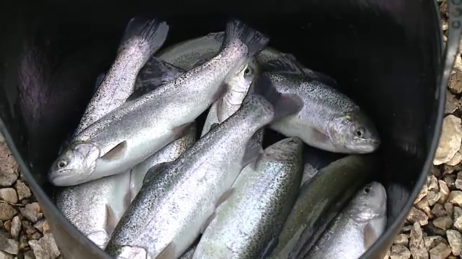 Deținem un sfert din luciul de apă din Europa, dar cumpărăm pește din străinătate