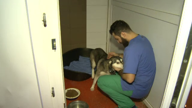 Avertismentul serios dat de medicii veterinari care au protestat, vineri, în Capitală