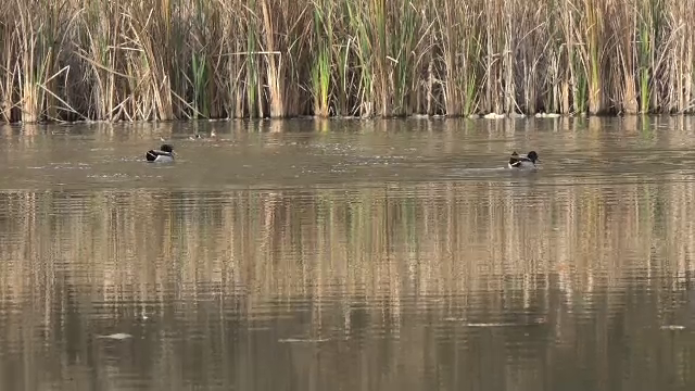 O organizaţie din Târgu Mureş are o idee inedită. Planul pentru salvarea plantelor şi peştilor din Râul Mureş