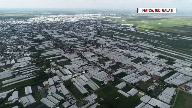 Românii cumpără seminţe de roşii de milioane de euro din import pentru "Programul Tomata"