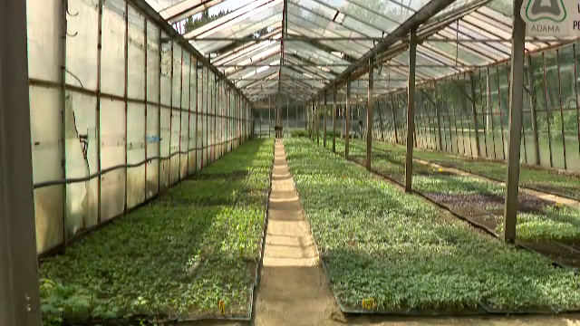 Agricultura la Centenar, II