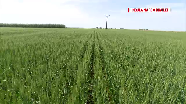 Agricultura la Centenar, II