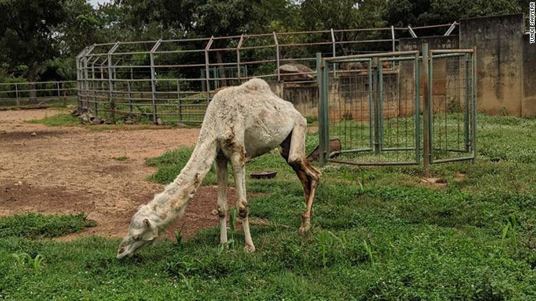 Cămilă subnutrită, la un ZOO. "Fiica mea nu şi-a dat seama ce animal e"