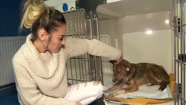 Câine bătut cu bestialitate, în adăpostul din Tecuci. Reacția directorului padocului