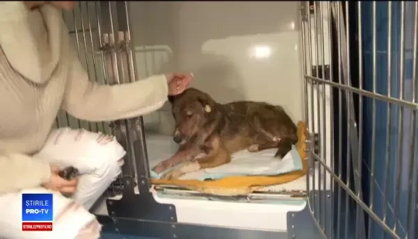 Câine bătut cu bestialitate, în adăpostul din Tecuci. Reacția directorului padocului