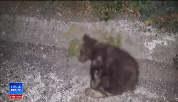 Oamenii și animalele, în pericol pe drumurile din Sibiu: ”Se poate întâmpla o nenorocire”