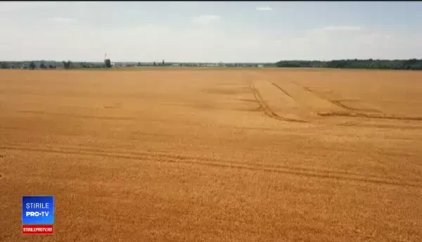 Pâinea se scumpeşte, deşi avem producţie record la grâu. Explicaţia acestui paradox românesc