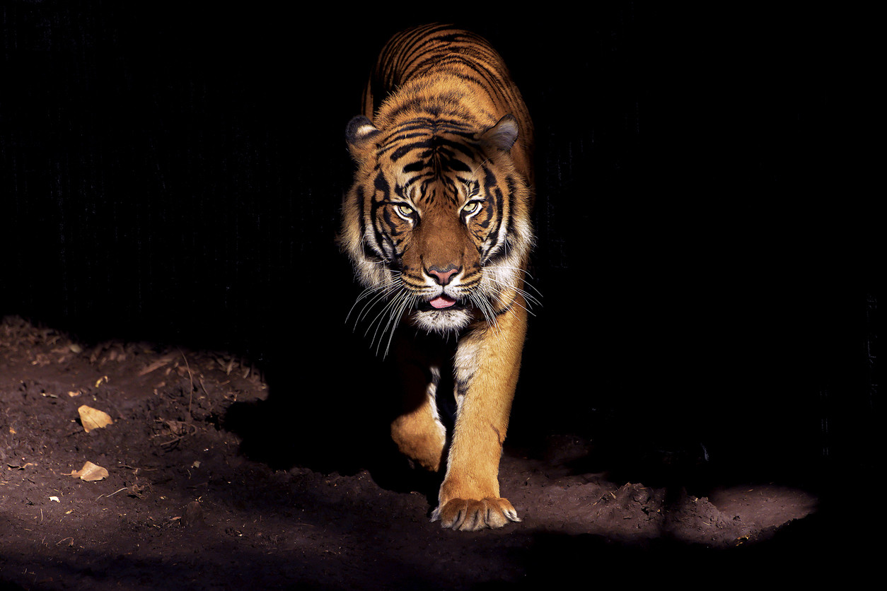 Un tigru a ucis 13 oameni, în India. Apoi, 150 de oameni au pornit să îl vâneze