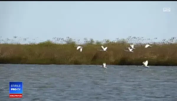 10.000 de turiști chinezi, așteptați în Deltă. De la anul vor putea ajunge cu avionul