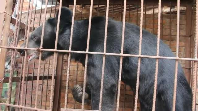 O bătrână a crescut timp de 6 ani un urs în curte, dându-i tăieței în fiecare zi