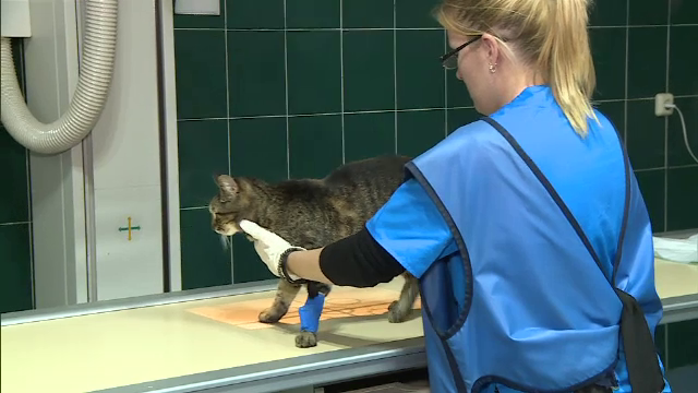 Statul deschide în Capitală un spital veterinar de 5 mil. €, mai modern decât cele umane