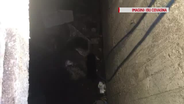 Trei cățeluşi, aruncaţi în fosa septică, la Sfântu Gheorghe. Ce a făcut o femeie când i-a văzut
