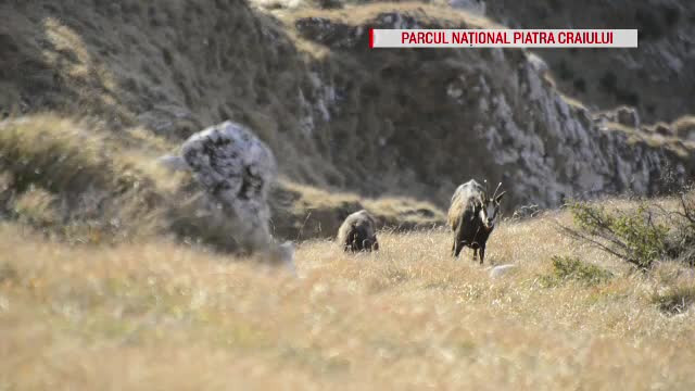 Capre negre, în Piatra Craiului. Sfatul specialiştilor pentru cei care vor să le fotografieze