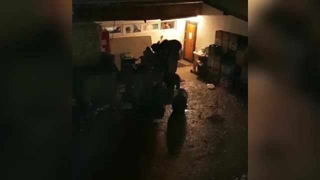 Urşii din Râşnov, dependenţi de chiflele de la pensiuni. "Vin seară de seară"