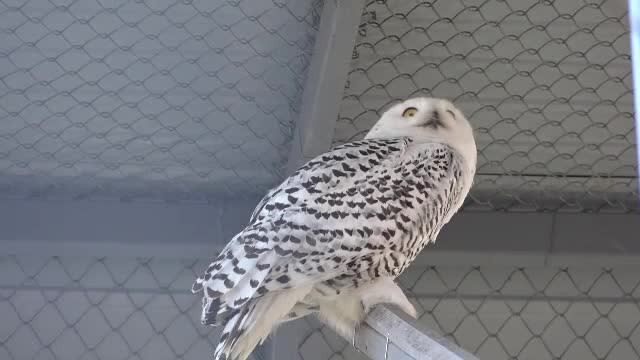 Grădina zoologică din Târgu Mureș a primit animale din Olanda. Ce poate fi văzut în premieră