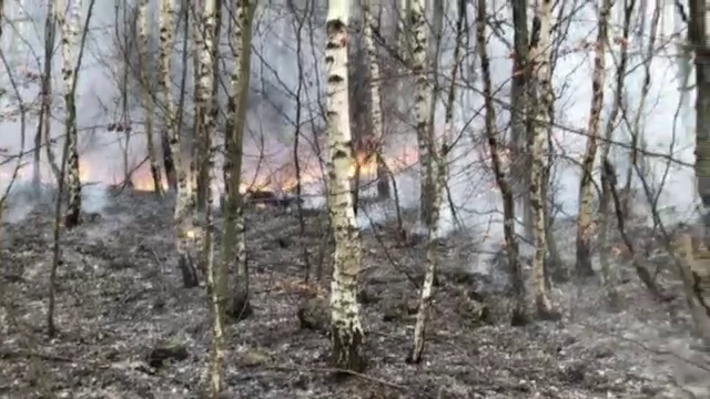 Incendiu puternic în Munţii Apuseni. Flăcările distrug peste 75 hectare de vegetaţie şi arbori
