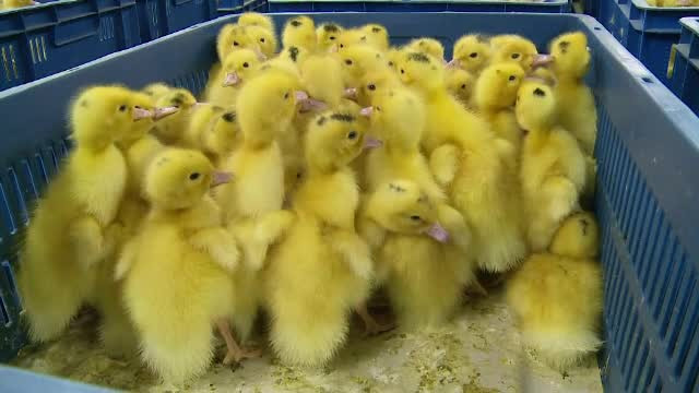 Focar de gripă aviară în Bulgaria. OMS solicită României să sporească măsurile