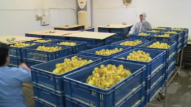 Rusia avertizează că virusul de gripă aviară poate suferi mutaţii şi s-ar putea transmite de la om la om