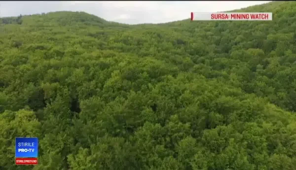 Pădure din Hunedoara, în pericol să dispară. Ce ar putea apărea pe o suprafață de 100 de terenuri de fotbal