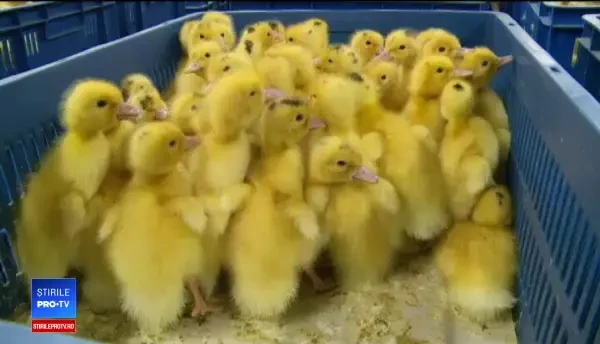 Focar de gripă aviară în Bulgaria. OMS solicită României să sporească măsurile