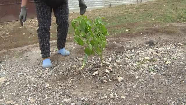 Cum cer oamenii dintr-o localitate repararea drumului. "Ăsta e pământ cu nisip"