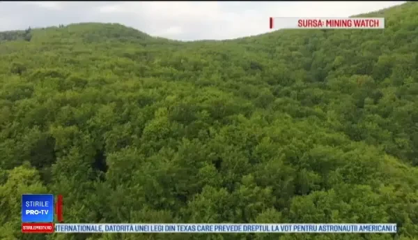 Pădure din Hunedoara, în pericol să dispară. Ce ar putea apărea pe o suprafață de 100 de terenuri de fotbal