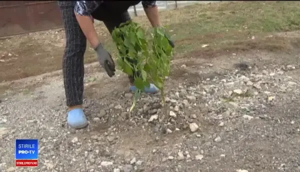 Cum cer oamenii dintr-o localitate repararea drumului. "Ăsta e pământ cu nisip"