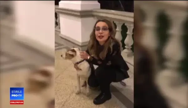 Ședințe foto pentru câini fără stăpân. Animalele ajung să fie adoptate datorită imaginilor