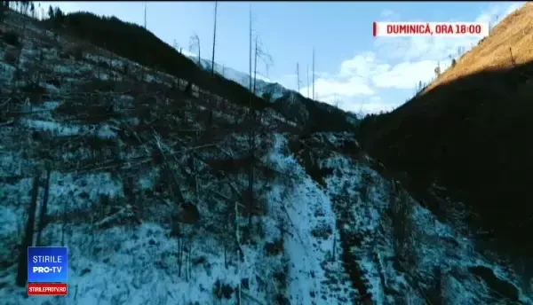 Cum să cobori din pădure 1.000 de camioane cu lemn tăiat ilegal şi să nu te vadă nimeni