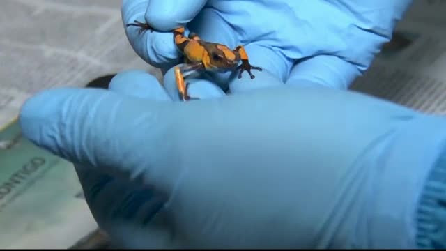 Broaşte descoperite într-un aeroport. De ce se tem poliţiştii de ele