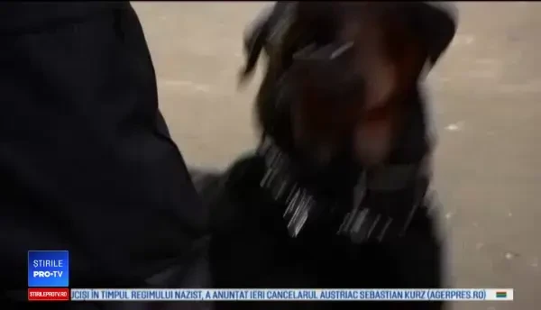 Cine este inamicul nr. 1 al deținuților din Germania. Când apare Yem, toți tremură