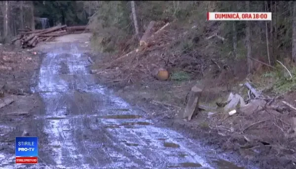 Jaful de care știe toată lumea, dar sancțiunile sunt inexistente: ”Arborii au fost atacați de insecte”