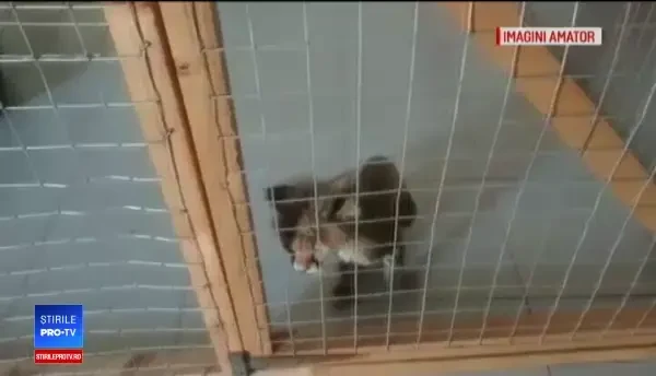 Studenții la Medicină Veterinară din Cluj au plecat în Africa să salveze gheparzii. Misiunea lor