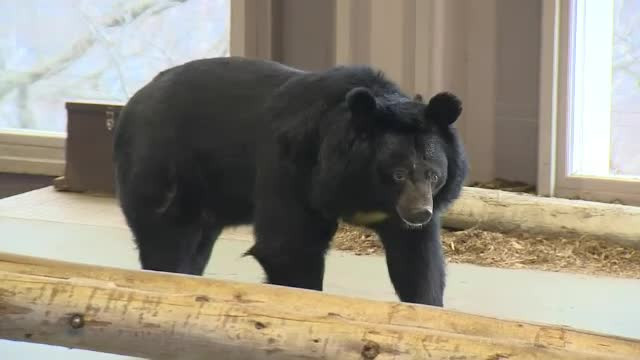 Un urs şi-a recăpătat vederea după o operație în premieră