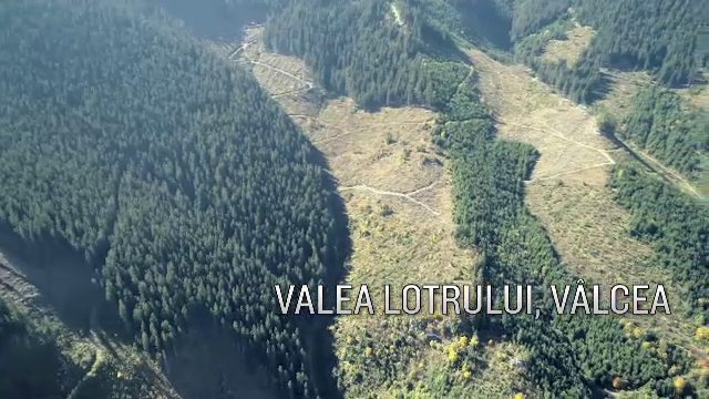 Cum trec miile de camioane încărcate cu lemn tăiat ilegal prin sate și oraşe fără ca autorităţile să ia măsuri