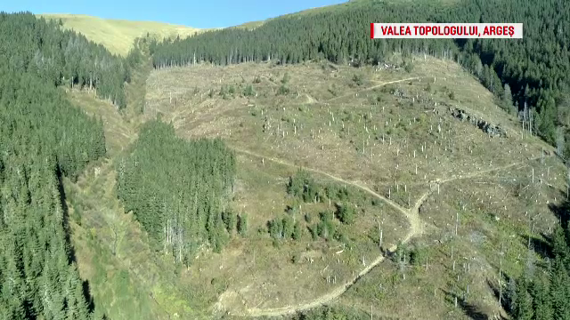 În România se va înființa ”DNA-ul Pădurilor”. Parlamentul a adoptat proiectul de lege