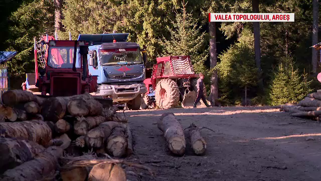 Politicienii, principalii responsabili pentru tăierile masive din păduri: Furturile de lemne sunt girate de autorități