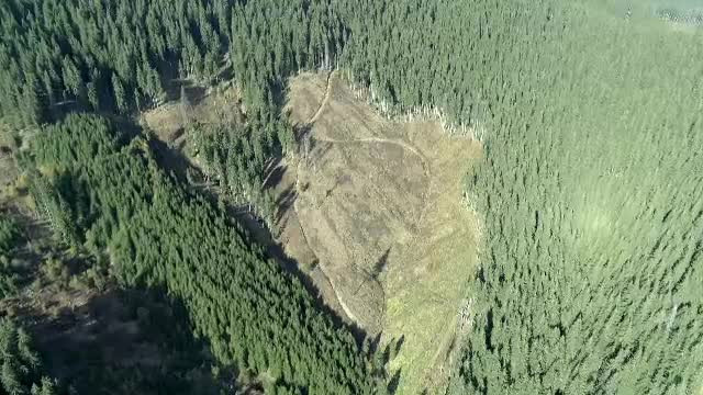 Jaf pe zeci de mii de hectare de pădure. Zona în care munți întregi au rămas fără copaci