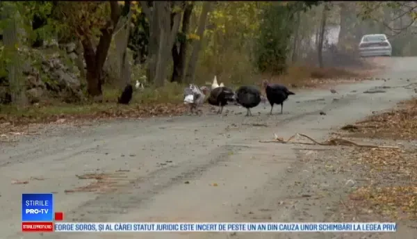 Măsuri mai mult pe hârtie pentru gripa aviară. ”Eu tratez păsările cu usturoi”