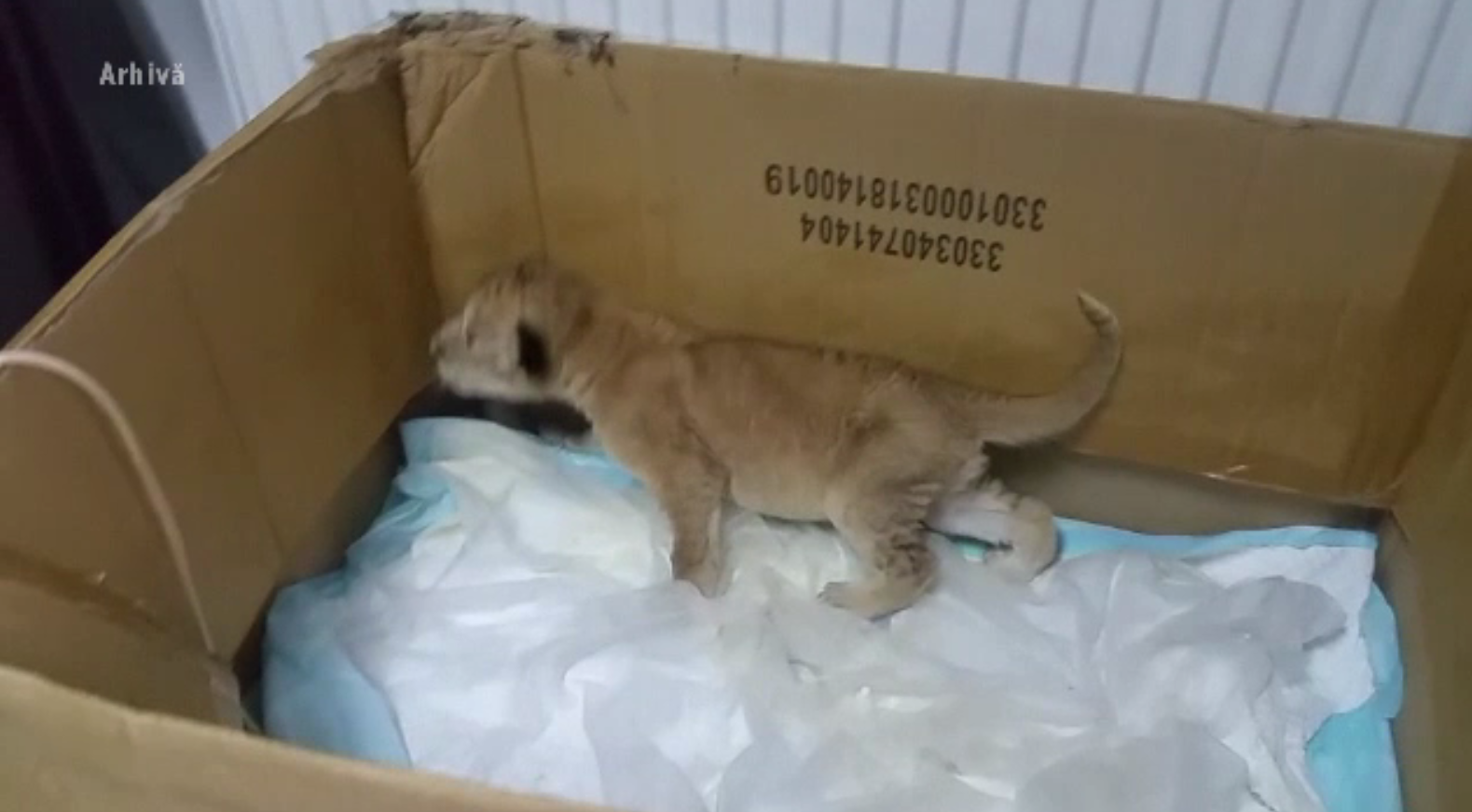 Petrecere surpriză pentru puiul de leu de la Grădina Zoologică din Craiova