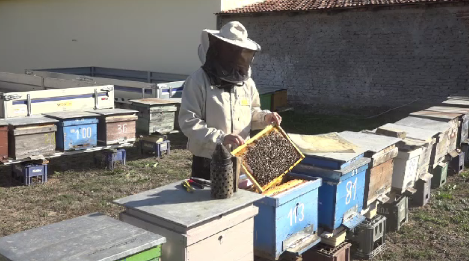 Apicultorii români se laudă cu producție mare de miere de albine. Ce cantitate va merge la export