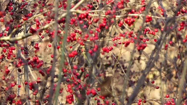 De ce au rămas neculese sute de tone de afine, măceșe sau cătină în România