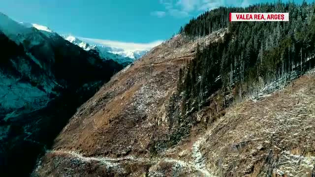 Sunt organizați în rețele și câștigă milioane de euro. Hoţii care taie pădurile României s-au adaptat