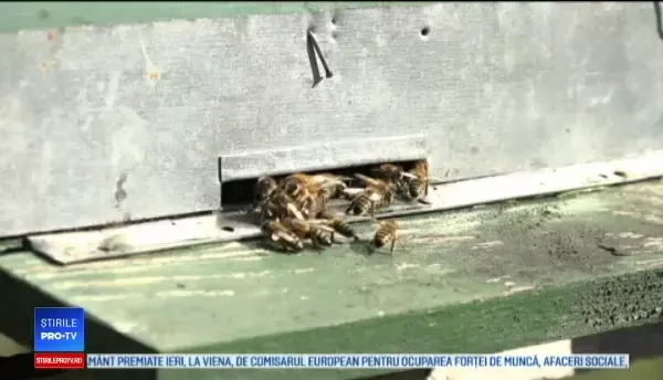 Apicultorii români se laudă cu producție mare de miere de albine. Ce cantitate va merge la export