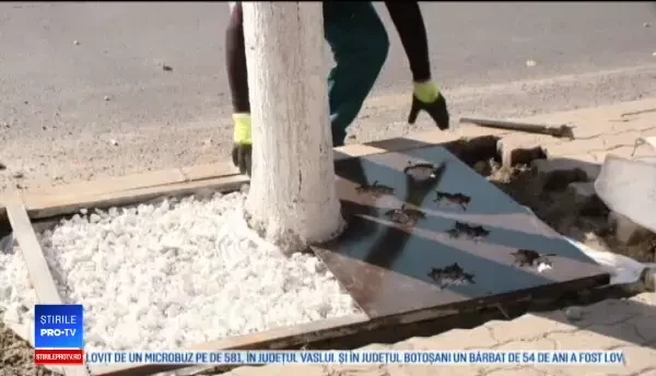 Copaci ciopliți la rădăcină, pentru a putea fi montate ornamentele comandate de primărie