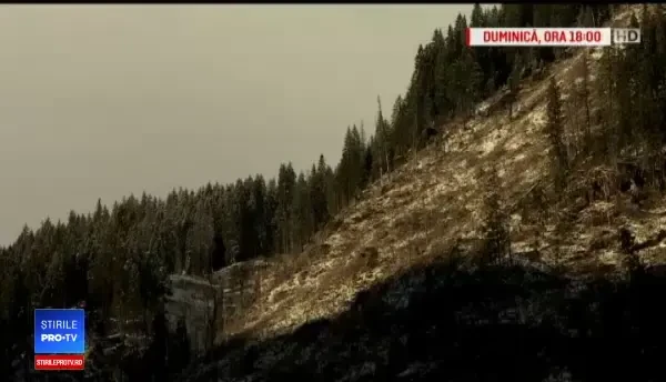 Sunt organizați în rețele și câștigă milioane de euro. Hoţii care taie pădurile României s-au adaptat