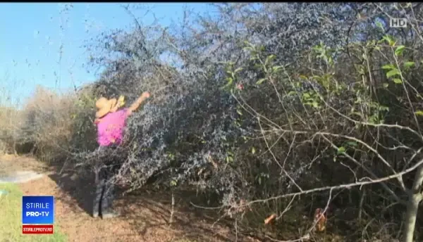 De ce au rămas neculese sute de tone de afine, măceșe sau cătină în România