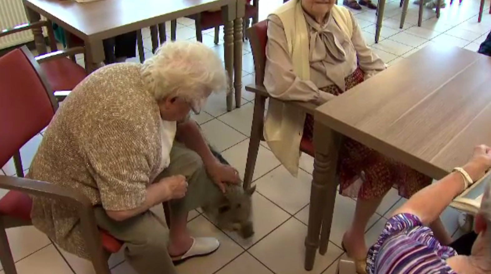 Soluția angajaților unui azil pentru a-i înveseli pe bătrâni. ”E drăgălaș”
