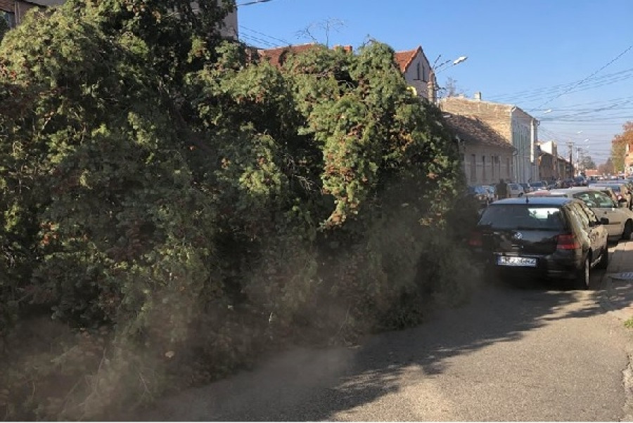 Brad uriaş de Crăciun, târât pe străzile din Lugoj. De unde a fost tăiat